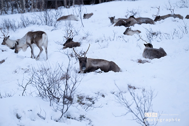 Rennes dans la neige, faune arctique photographiée en Laponie