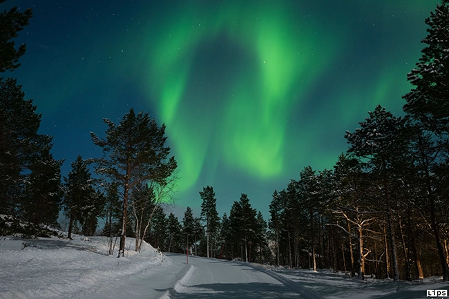 Aurores boréales vertes au-dessus d'une forêt de sapins enneigée en Laponie