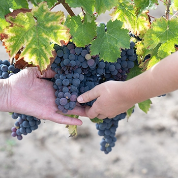 Mains tenant une grappe de raisin noir dans la vigne, savoir-faire viticole